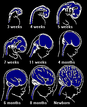 Brain Developement