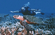 Diving