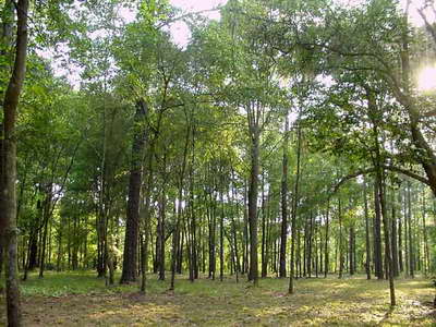 forestplanet.jpg