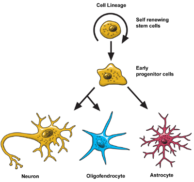 Image courtesy of National Institute of Neurological Disorders and Stroke (NINDS)